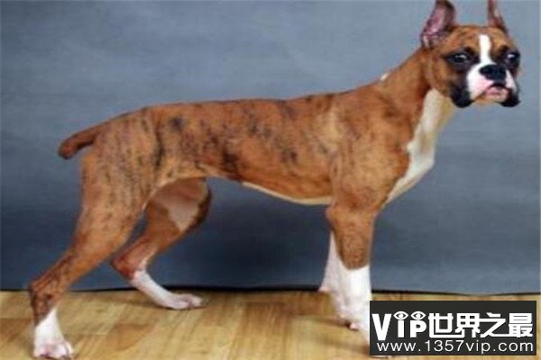 世界十大名狗排名 拉布拉多很讨人喜欢，牧羊犬大多成了警犬