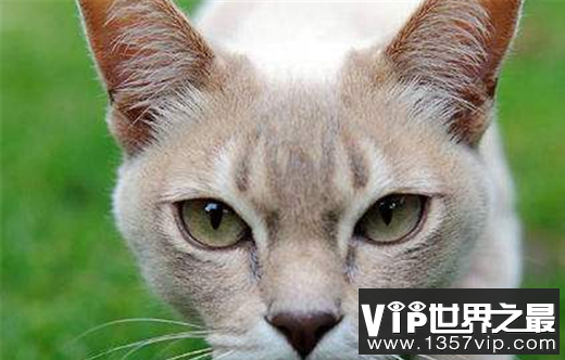 猫星人身价数十万比人还惬意 世界上最贵十种猫
