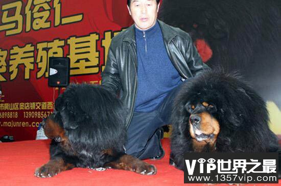 世界上最贵的藏獒,惊天兽身价4000万