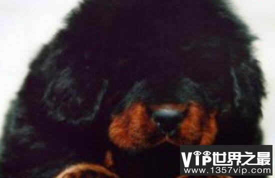 世界上最贵的藏獒,惊天兽身价4000万