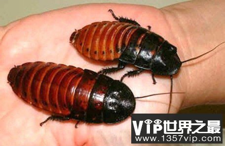 世界十大宠物蟑螂,秘鲁巨人蟑螂