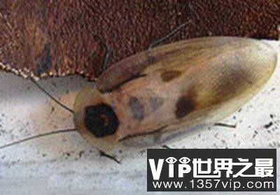 世界十大宠物蟑螂,秘鲁巨人蟑螂