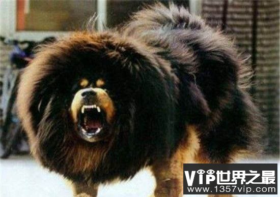 世界十大最凶猛的狗排行 藏獒仅排第二