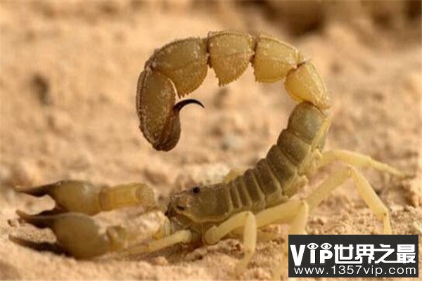 世界十大毒蝎 黄肥尾蝎生性残暴，巴勒斯坦毒蝎千万不要惹