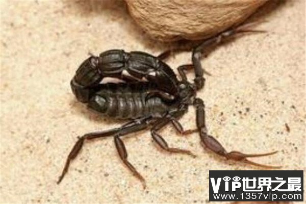 世界十大毒蝎 黄肥尾蝎生性残暴，巴勒斯坦毒蝎千万不要惹