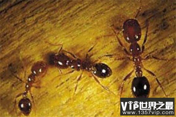 世界十大可怕的蚂蚁 子弹蚁带有毒刺，红火蚁繁殖能力很强