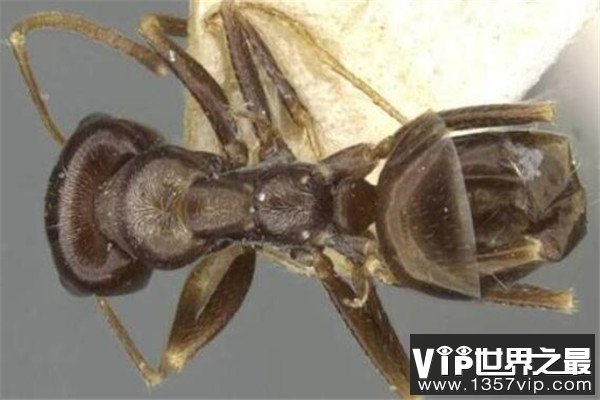 世界十大可怕的蚂蚁 子弹蚁带有毒刺，红火蚁繁殖能力很强