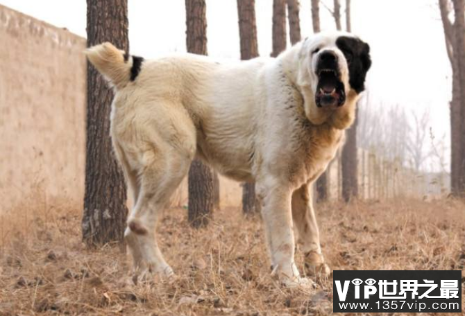 世界最大的十大犬种 体型大战斗力强，有你喜欢的吗