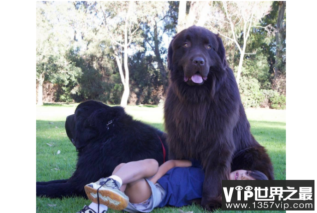 世界最大的十大犬种 体型大战斗力强，有你喜欢的吗