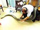 惊呆众人海口老人与蟒蛇同住7年 重60斤体长约4米