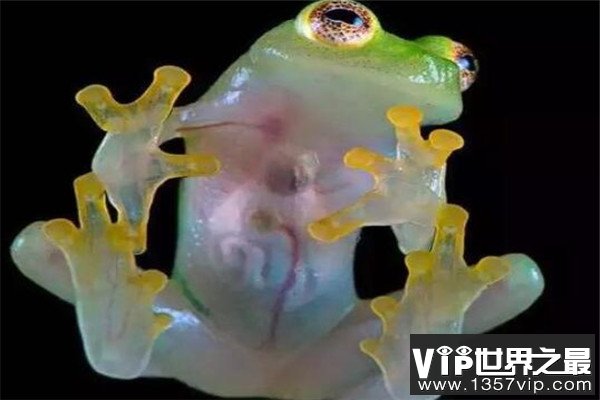 世界十大罕见动物 玻璃蛙能看到内脏，长耳跳鼠像是米老鼠