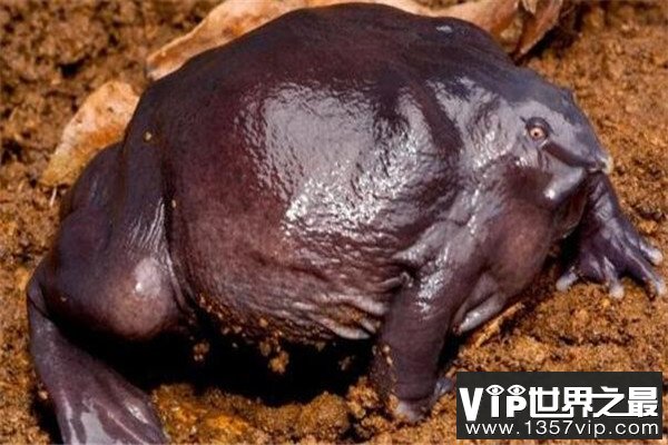 世界十大罕见动物 玻璃蛙能看到内脏，长耳跳鼠像是米老鼠