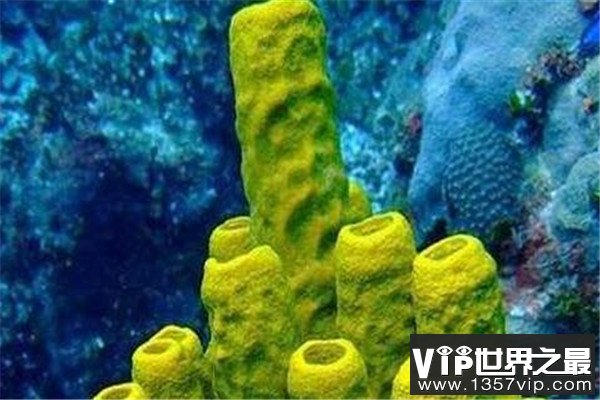 世界十大古老动物 蝌蚪虾长相丑陋,七鳃鳗会引起极度不适