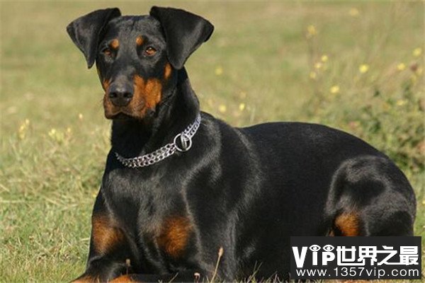 世界十大护卫犬 加纳利犬比藏獒还猛，第一养起来很贵