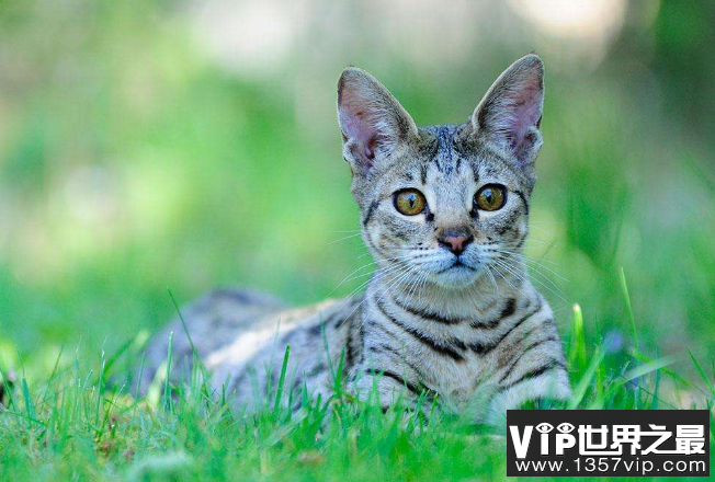 世界上十大最贵的猫 第一价格高达61万人民币