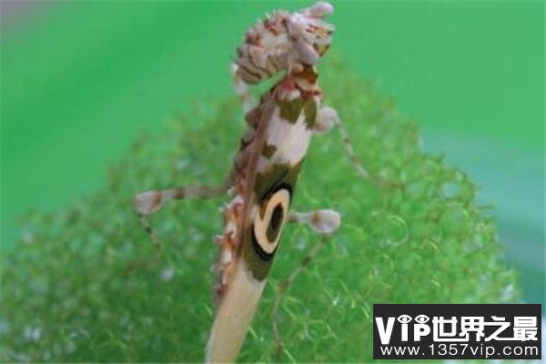 世界十大奇特的昆虫 叶虫好像有变身的能力，第四像外星人
