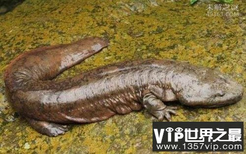 世界上最大的娃娃鱼,大鲵笨笨年龄130多岁