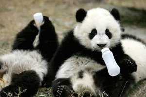 中国十大濒危物种：第三名因数量稀少被称为“水中大熊猫”