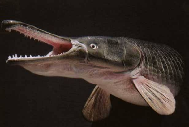 世界最凶猛的十大淡水鱼 第一能咬断人的手指，第五力大无穷