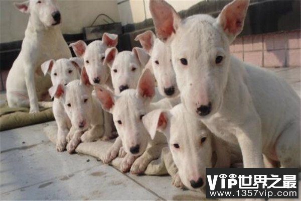世界十大恶犬 加纳利犬致人死亡次数最多，第三竟然是国宝