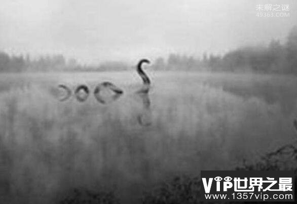 加拿大奥古布古水怪目击图，摄像机记录奥古布古的身影
