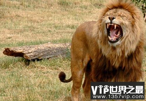动物界10大伦理“血案”，母螳螂交配后将“夫君”吃掉