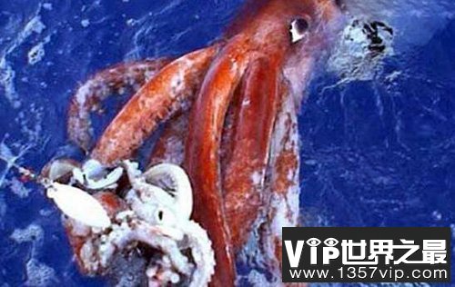 大王酸浆鱿，世界上最大的鱿鱼（长2米/重400斤）