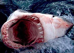 动物界“玄武门事件”, 沙虎鲨腹中胎儿的生死之斗