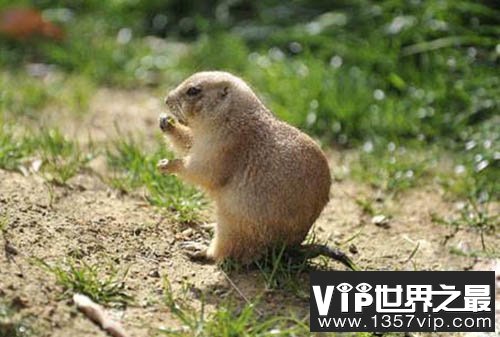 拥有超能力的10大动物，鸭嘴兽竟是电子定位始祖
