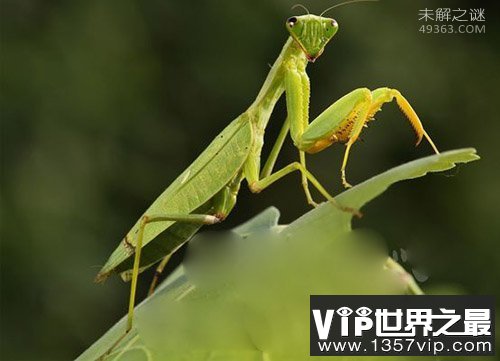 人类应该保护的十大昆虫，不要拿拖鞋招待了