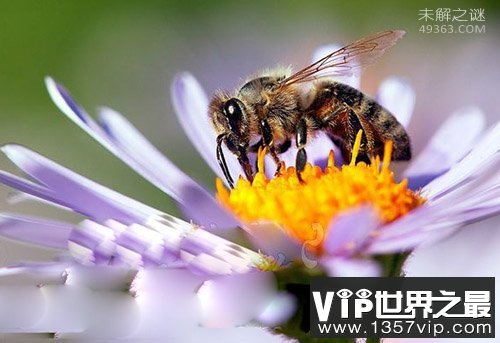 人类应该保护的十大昆虫,不要拿拖鞋招待了