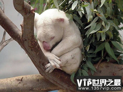 世界十大白化症动物，纯白色的松鼠世界上仅有一只