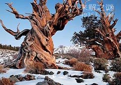 世界上最古老的树木：9500岁了还在长
