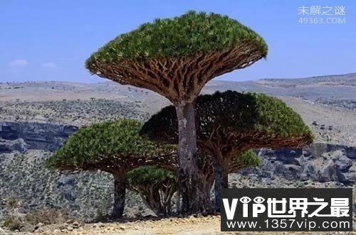 世界最古老树木：9500岁了还在长