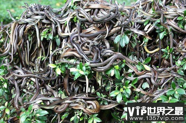 十大恐怖蛇岛：遍地巨蟒无人踏足