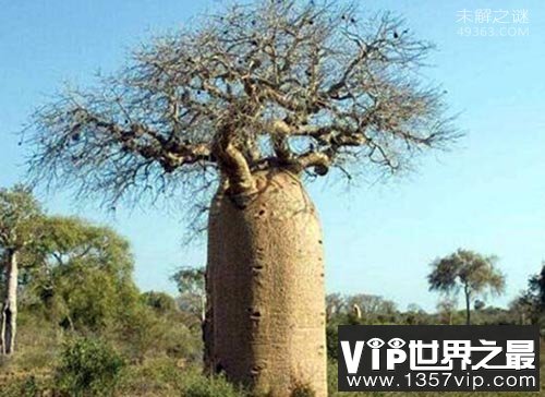 世界上最粗的树：猴面包树