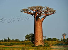 全球最奇怪的十种树, 炸弹树有着和炸弹一样的威力