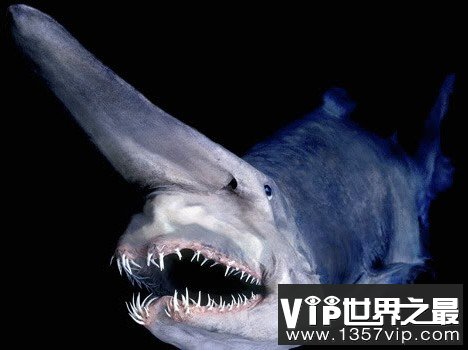 盘点海洋世界中最奇特的十种鲨鱼