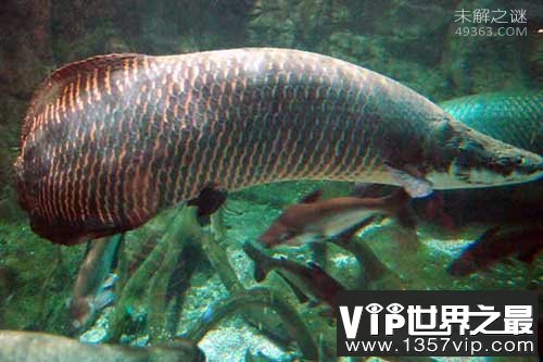 世界上最大的淡水鱼巨骨舌鱼：一亿年前就已经出现