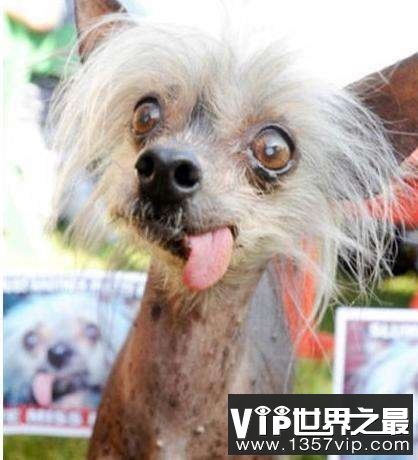 世界上最丑的狗，中国冠毛犬屡获冠军