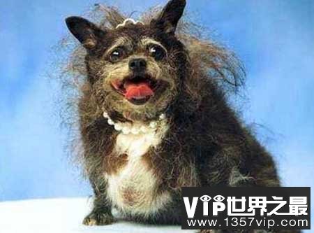 世界上最丑的狗，中国冠毛犬屡获冠军