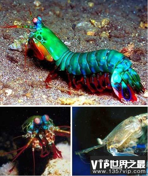 拥有“双重身份”奇特动物螳螂虾，它既是螳螂又是虾