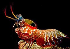 多彩多姿的十大奇特海洋动物，虾虎鱼可在雄性和雌性之间变换