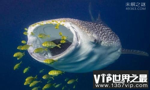 世界上最大的鱼 鲸鲨天敌竟是人类