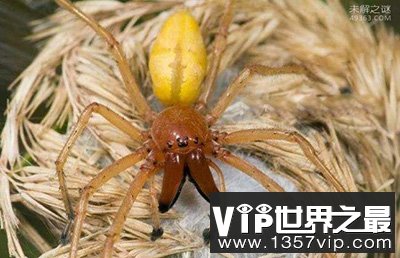 世界十大最毒蜘蛛排行，台湾最富传奇剧毒蜘蛛（上户蜘蛛）