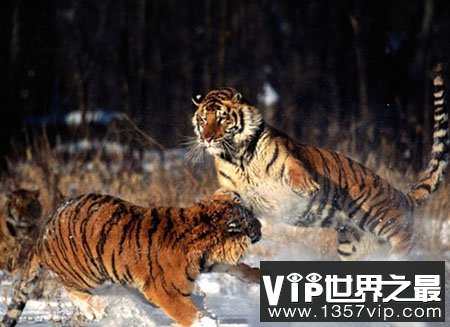 国宝级濒危动物,那些从灭绝边缘“抢救”回来动物们