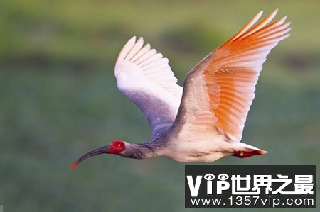 国宝级濒危动物,那些从灭绝边缘“抢救”回来动物们