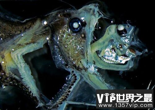 深海毒蛇鱼，深海动物中最凶猛的捕食者