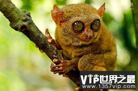 印尼发现消失85年后的侏儒眼镜猴