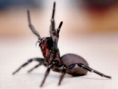 世界上最致命的蜘蛛，漏斗网蜘蛛(男人千万别被他咬到)